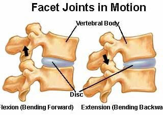 illustration showing facet joints in motion