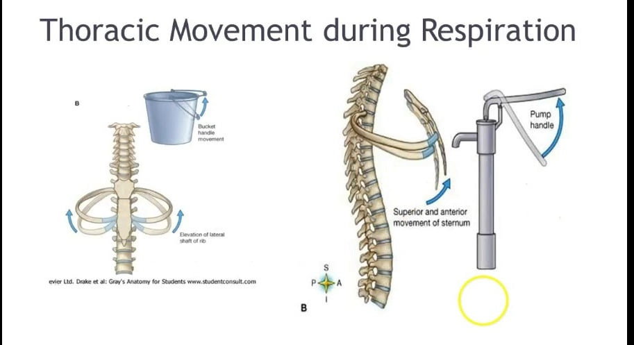 thoracic movement during respiration diagram