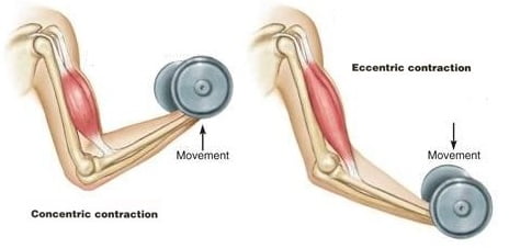 Eccentric Loading And Tendinitis