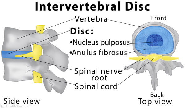 intervertebral disc