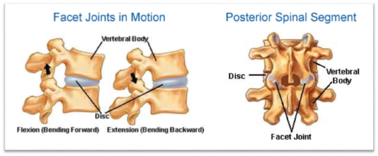 facet joints in motion diagram