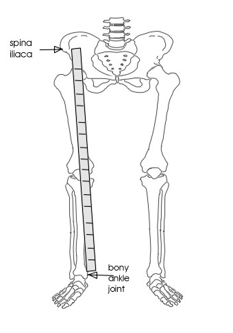 measure leg length