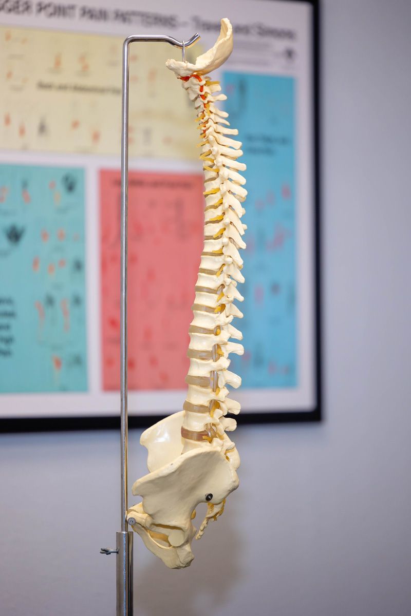 spine model for educating chiropractic patients