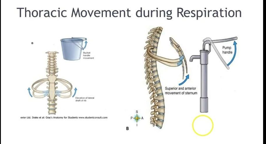 thoracic movement during respiration diagram
